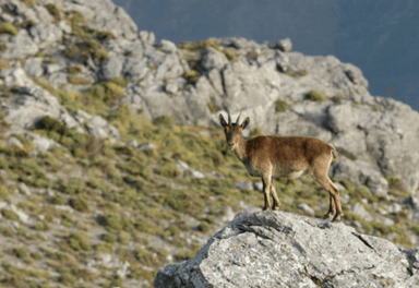 Une chèvre de montagne dans la Sierra de las Nieves