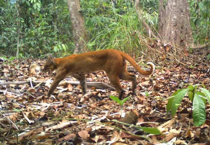 Chat de Termminck repéré au Ratanakiri au Cambodge 5