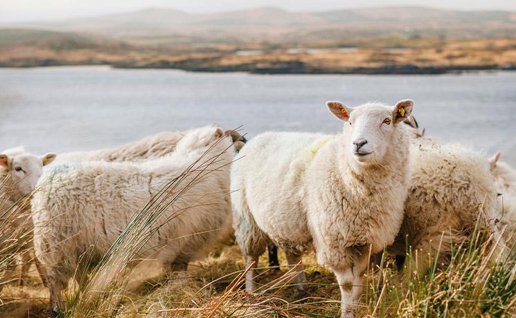 Troupeau de moutons