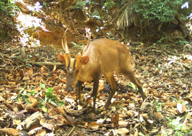 un muntjac geant dans les bois au Cambodge 