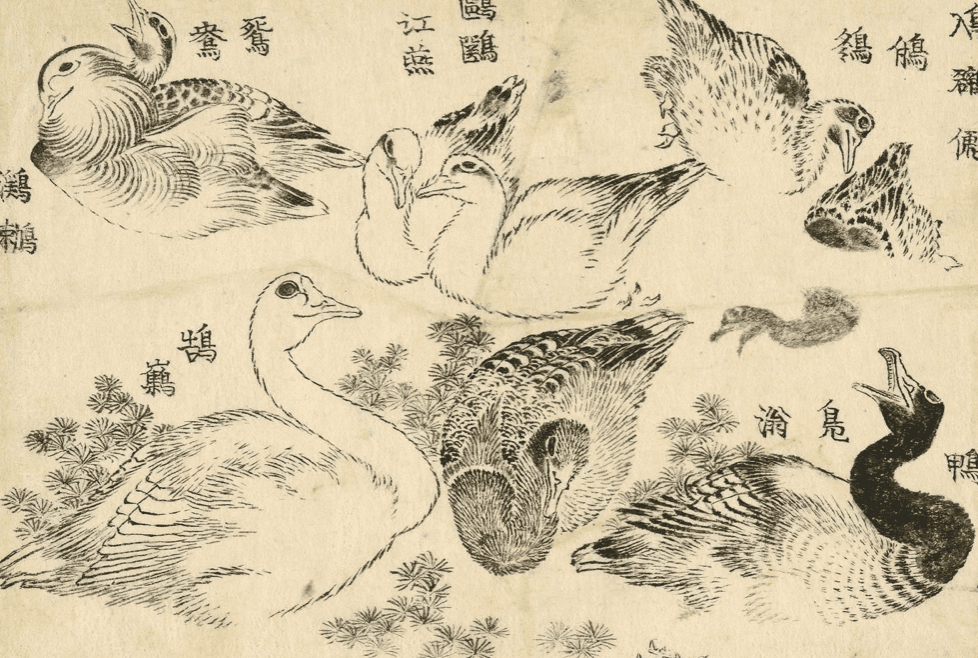 Une oeuvre d'Hokusai qui représente des canards 