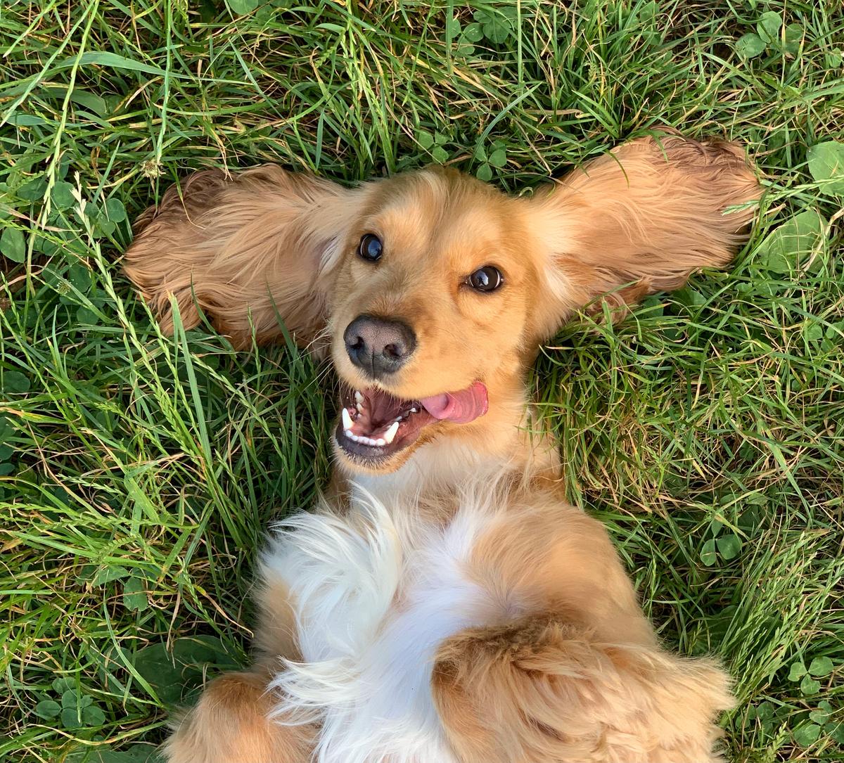 Un chien étendu sur le sol 