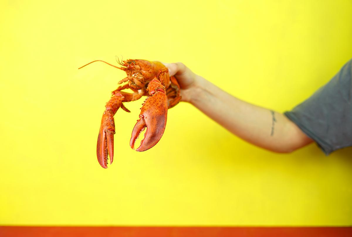 Une personne tient un homard à bout de bras 