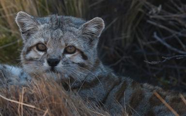 Le chat andin, une espèce en voie d’extinction 