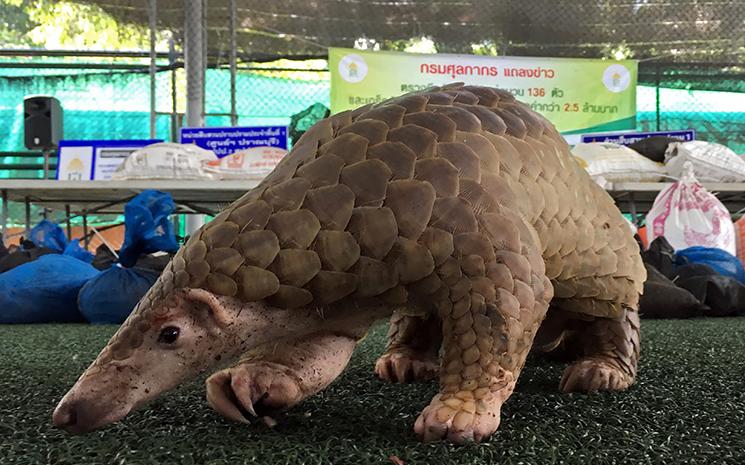 Pangolin-Thailande