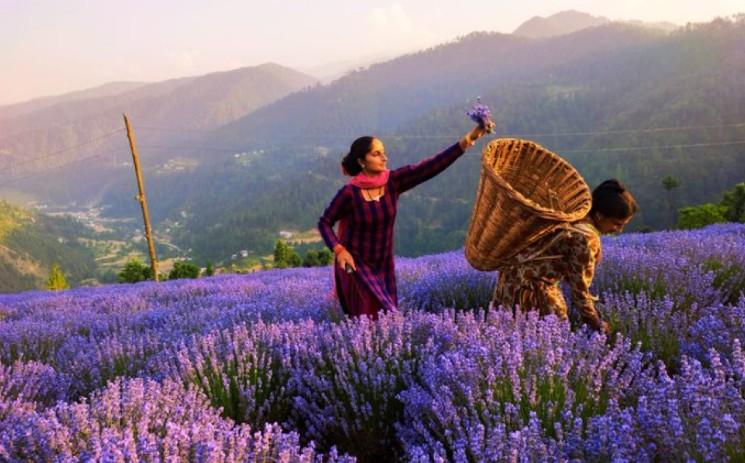 un champ de lavande au Jammu et Cachemire en Inde