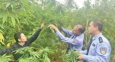 yunnan-chanvre-cannabis-chine