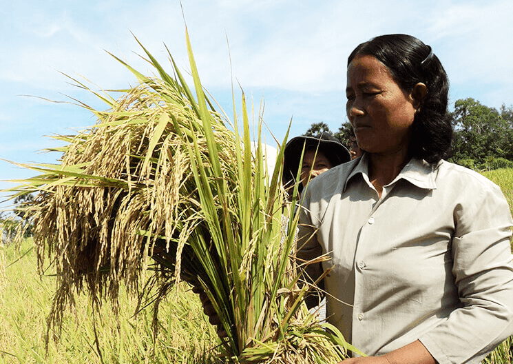 Cambodgienne portant une gerbe de riz