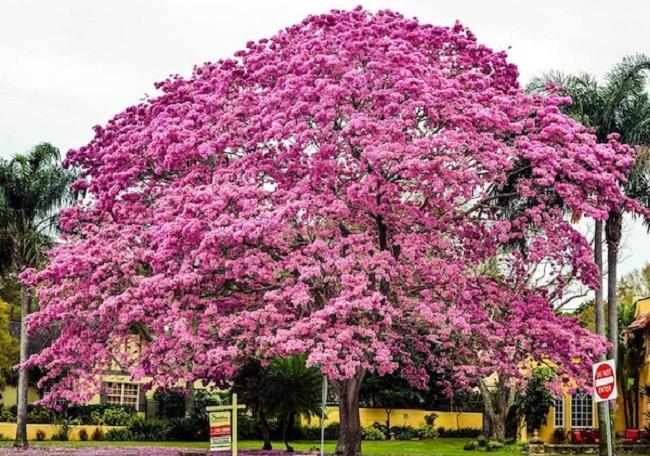 Un magnifique Tabebuia Rosea en fleurs