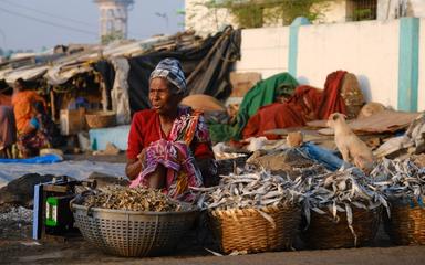 une vendeuse de poissons en Inde