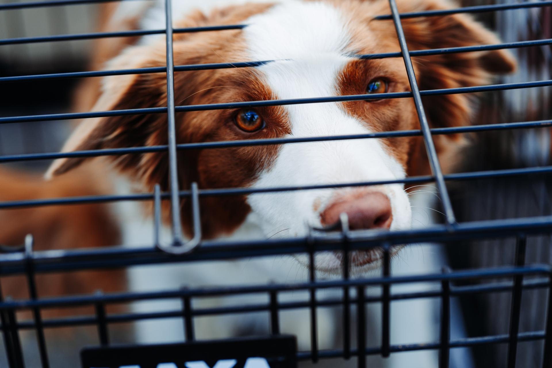 Un border collie coincé derrière des barreaux