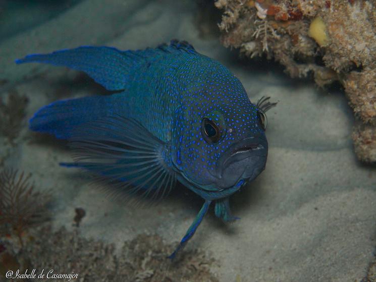 Rottnest - Western Blue devil