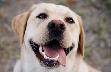 Gros plan sur la tête d'un Labrador Retriever