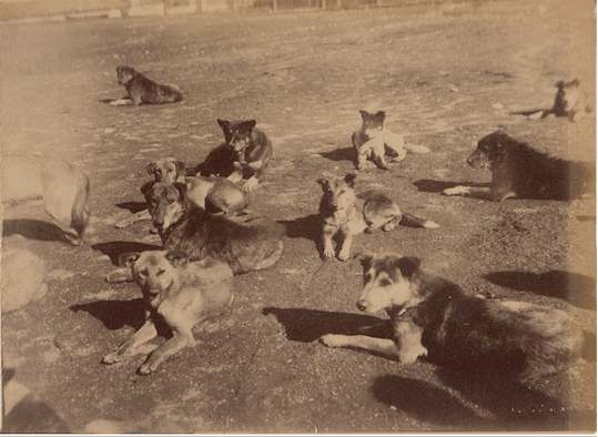 Chiens errants à Istanbul 