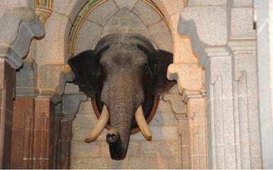 Trophée de chasse du grand palais de Mysore