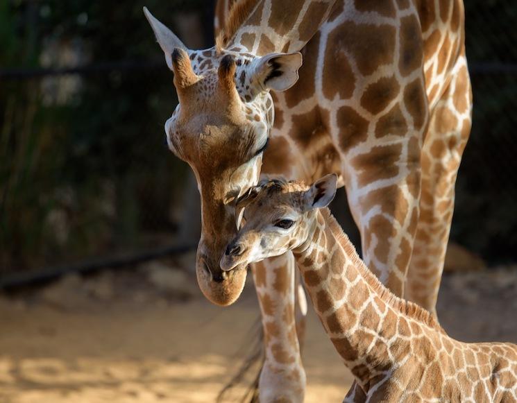 Perth Zoo girafes