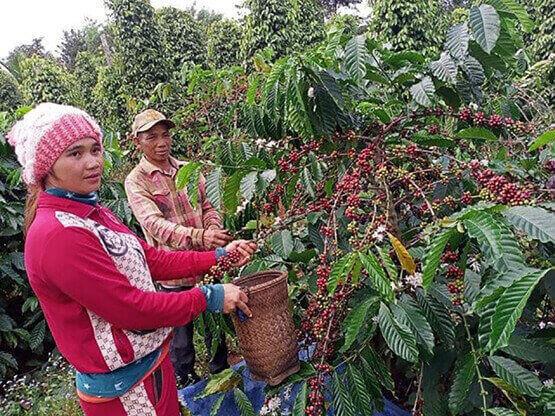 Producteurs de café Bunong 1