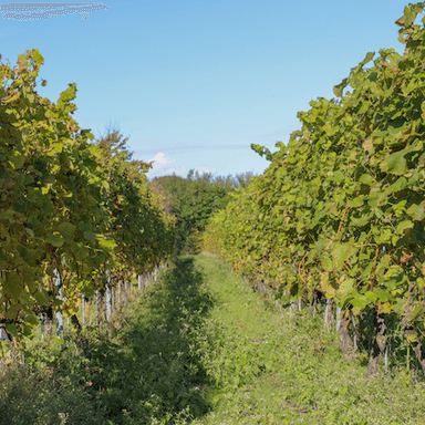 Le vignoble danois