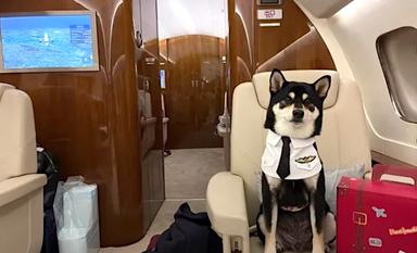 chien dans un jet