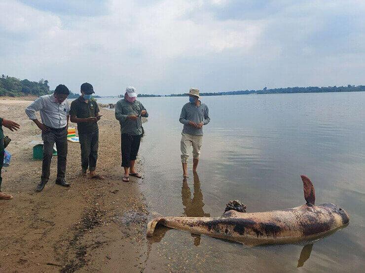 Des personnes sur une plage regardant un dauphin échoué