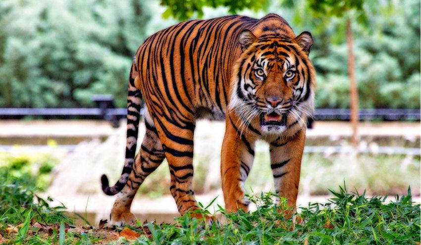 Vietnam : le tigre asiatique