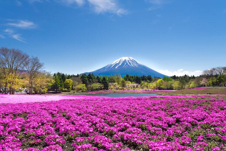 Fuji Shibazakura, l'un des plus beaux champs de fleurs au monde