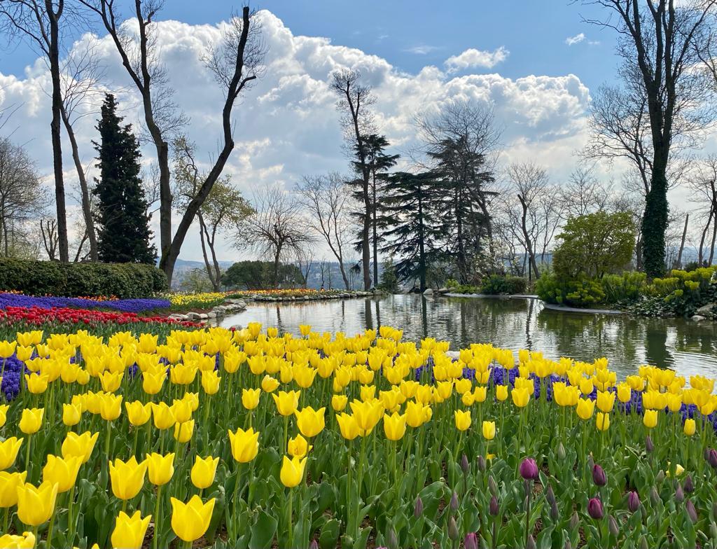 Des tulipes au parc d'Emirgan à Istanbul