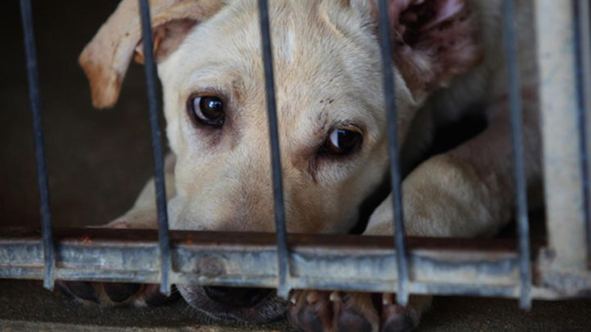 Depuis l’épidémie de pandémie, des animaux de compagnie appartenant aux patients atteints de Covid-19 et les contacts étroits ont été tués de force par les gouvernements locaux