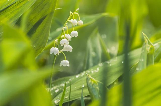 Brin de muguet pour célébrer le 1er mai