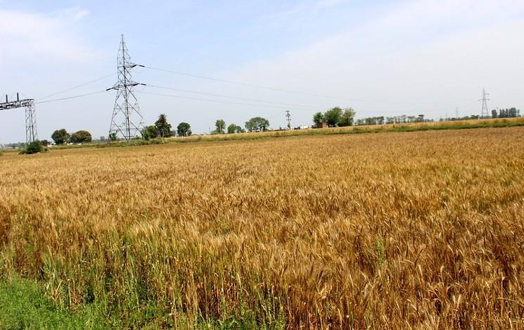 Un champ de blé dans l'haryana en inde