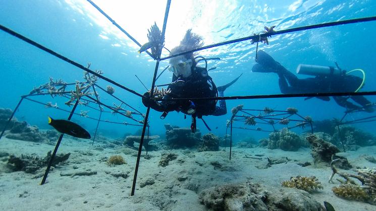 Anne-Sophie Roux, fondatrice de Tenaka, en train de restaurer un récif de corail en Malaisie