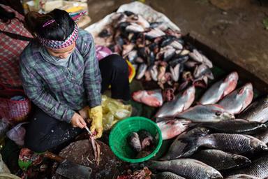 Une cambodgienne vide un poisson sur le marché de siem reap