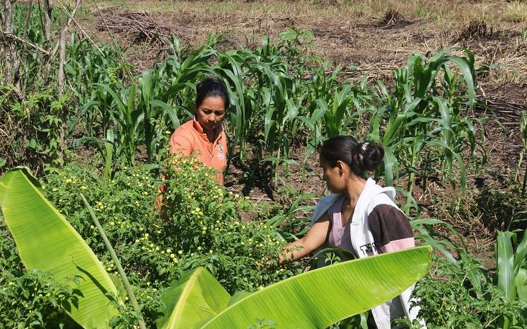 Envol Vert à Tingo María : sensibiliser pour mieux planter