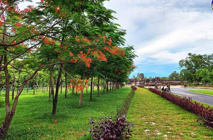 angkor wat (siem reap) avec de flamboyants arbres, 15ème ville la plus touristique du monde