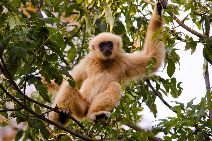 gibbon in the jungle