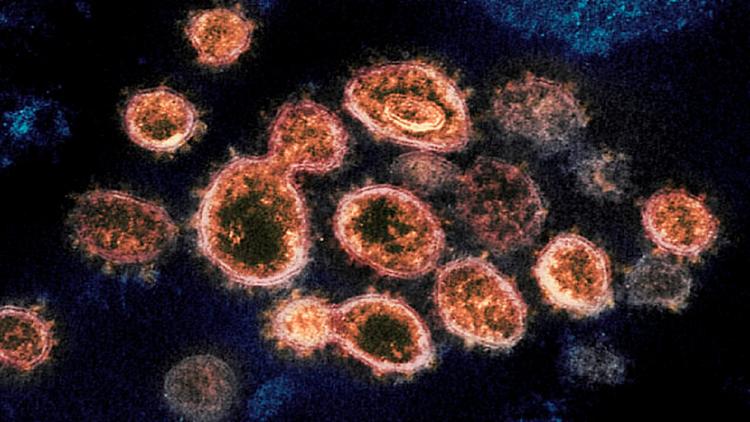 langya virus chine