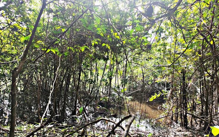 plantes médicinales amazonie pérou