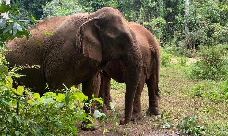 éléphants dans la jungle cambodgienne