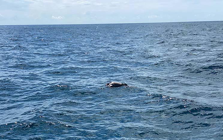 naufragé en mer . 