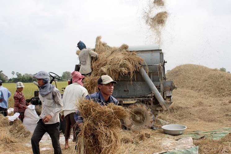 Voici la Recolte du riz au Cambodge par des ouvriers agricoles