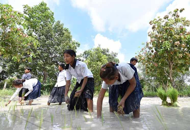 Écolière cambodgienne repiquant le riz 