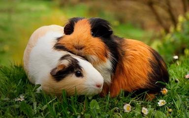 Le Cuy, un adorable petit rongeur au cœur de la culture péruvienne