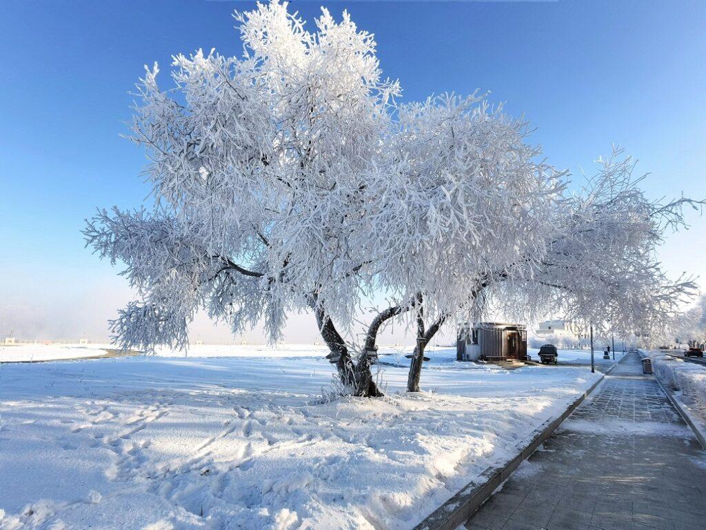 des arbres enneigés couverts de glace en chine