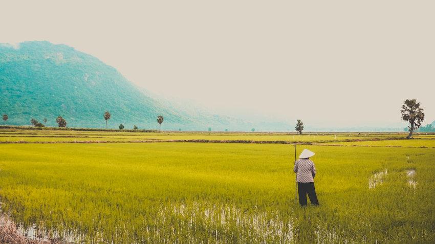 Riz du Vietnam : son prix passe devant celui de la Thaïlande