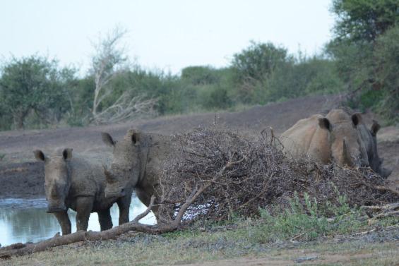 Rhinoceros blanc Madikwe Afrique du sud