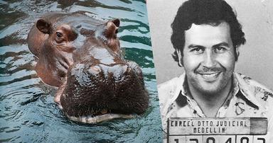 Pablo Escobar accompagné d'un hippopotame. Crédit montage: https://wukali.com/