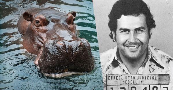 Hippopotame de Pablo Escobar