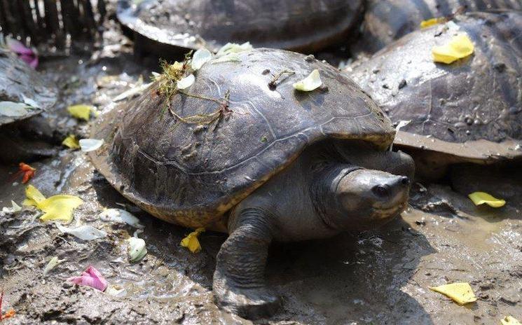 Tortues royales rares Cambodge 