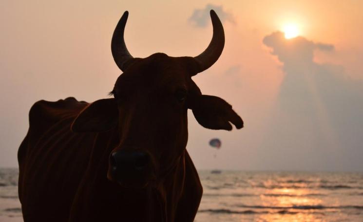 Une vache sur une plage devant un coucher de soleil en Inde