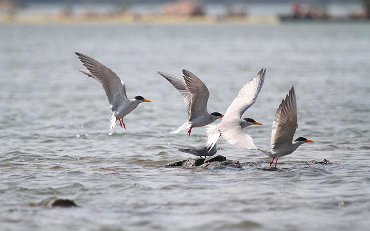 River Tern at Mekong River © Eam Sam Un : WWF-Cambodia (1)